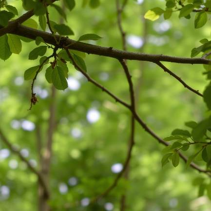 Apex NC  parks and greenways